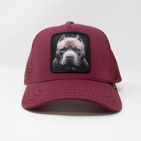 Men Gold Star Pit bull Burgundy trucker hat