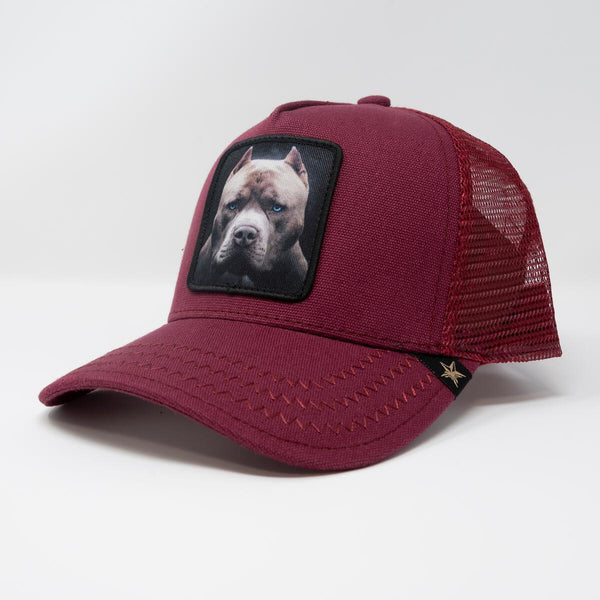 Men Gold Star Pit bull Burgundy trucker hat